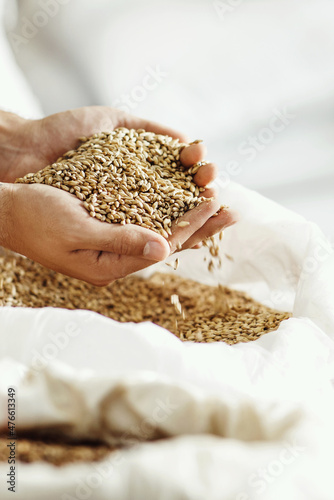 Close-up shot of hands of master brewer with barley. Employee inspects seeds at brewery
