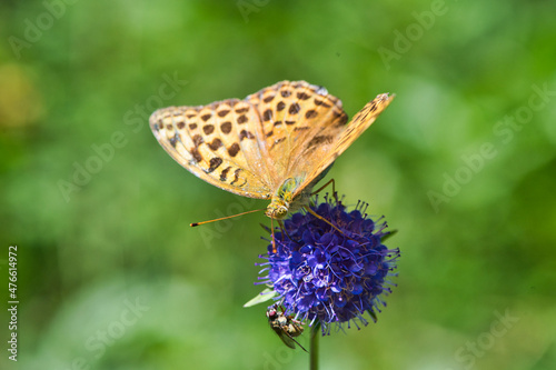 Kaisermantel Schmetterling photo