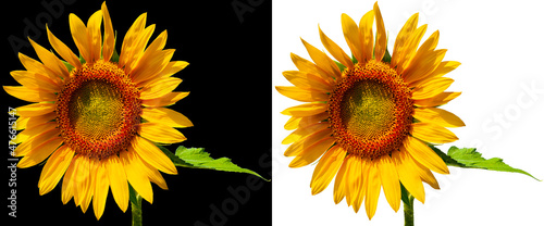 Yellow sunflower flower. Bright sunflower flower isolated on black and white background.