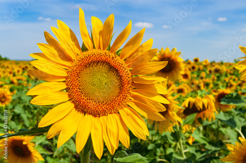 Bright yellow flower of a sunflower against a background of a green field.