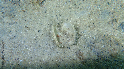 Warty venus shell or warty venus, clam (Venus verrucosa) undersea, Aegean Sea, Greece, Halkidiki