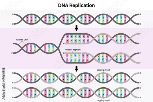 Diagram of DNA replication. Process by which a double stranded DNA molecule is copied to produce two identical DNA molecules.