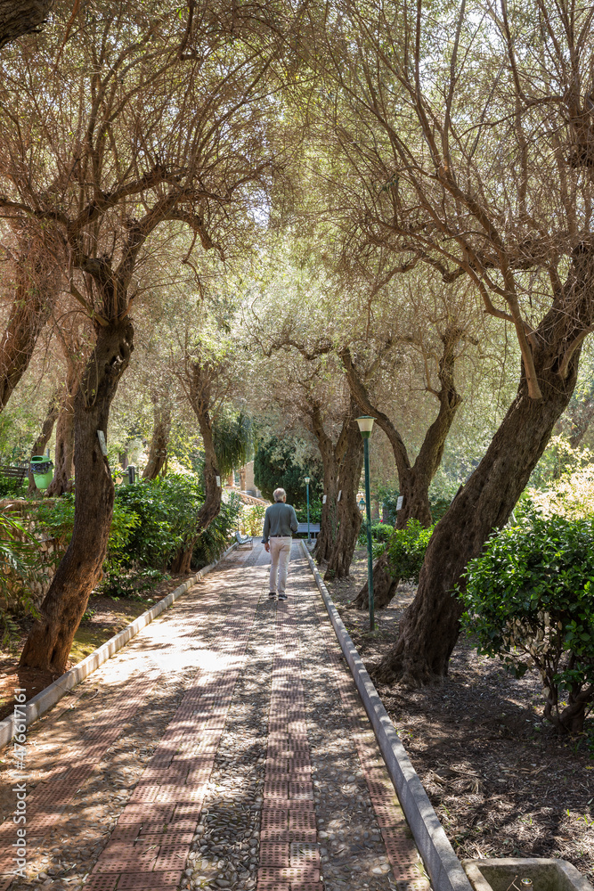 Fototapeta premium Walk among trees in a park in Sicily