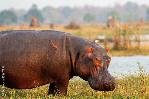 Hippo with scar