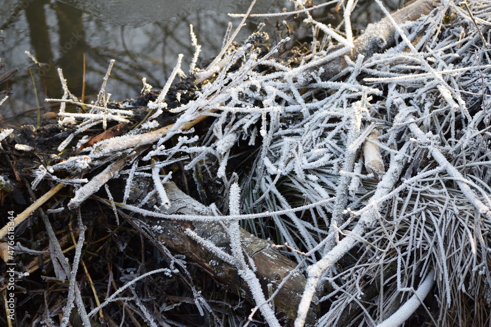 Beaver dam in Winter