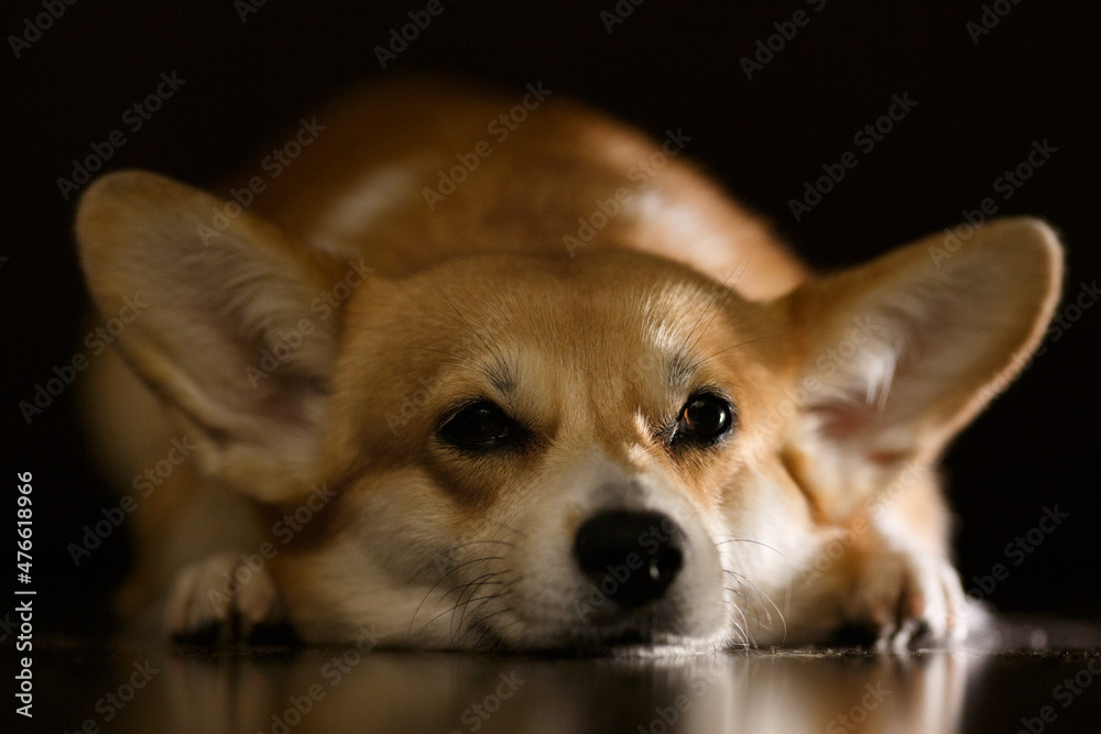 An adorable brown corgi dog sleeps on dark wooden floor, waiting for owner of the house. Corgis lie down and relax in the sunlight in the morning. Animal friendship concept
