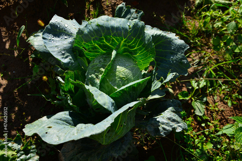 cabbage