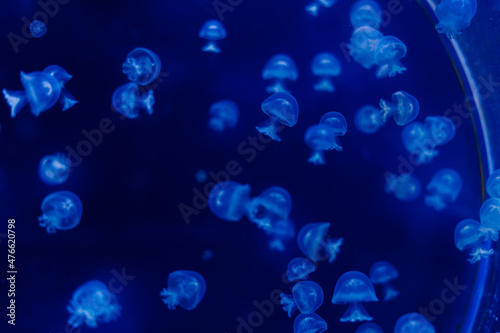 A group of light blue jellyfish swimming in a water