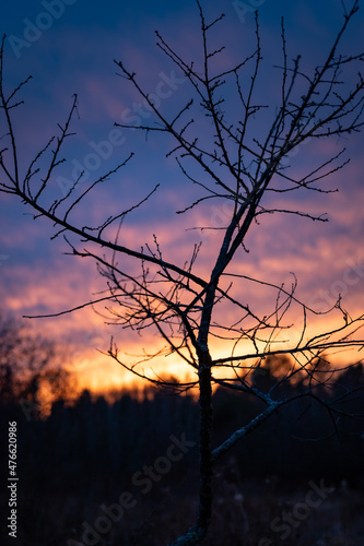 Sunset behind a Cherry tree.