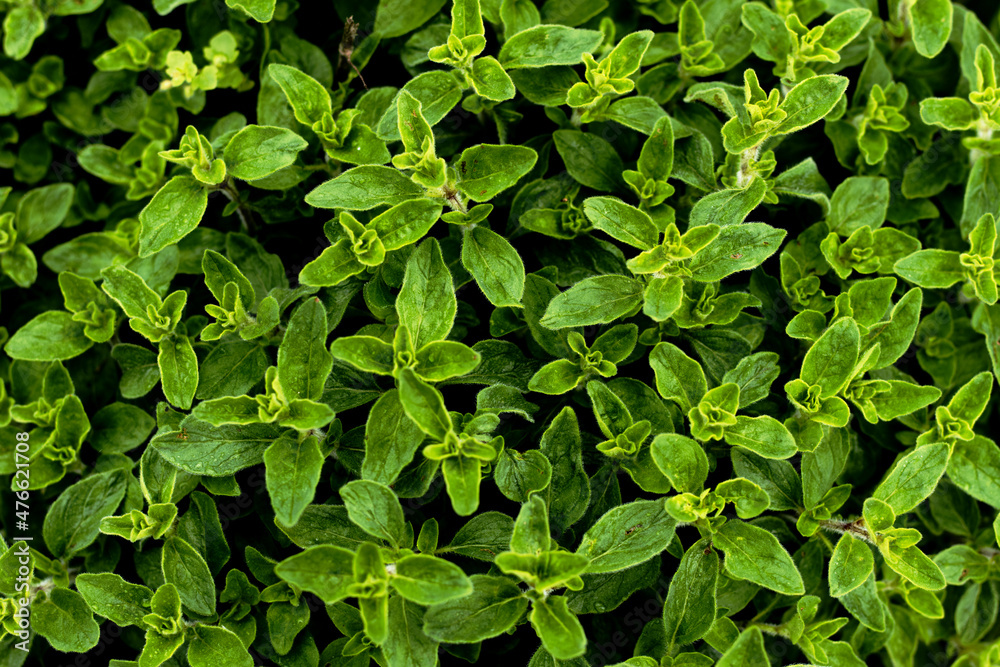 Obraz premium Marjoram herb - Origanum vulgare foliage background