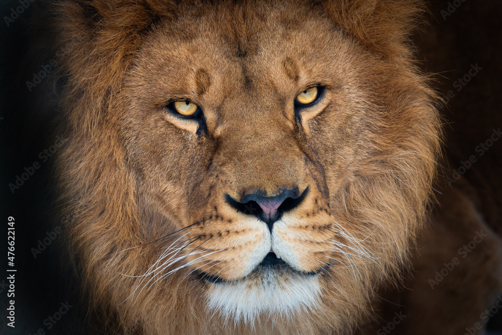 Fototapeta premium portrait of a beautiful lion isolated on white background
