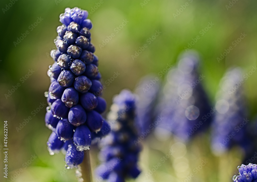 Little spring blue Muscari flowers bloom outdoors Little spring blue Muscari flowers bloom outdoors