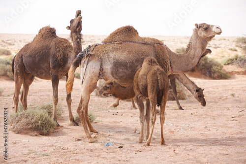 Camels in Sahara Desert, in layoun morocco, Herd of camels