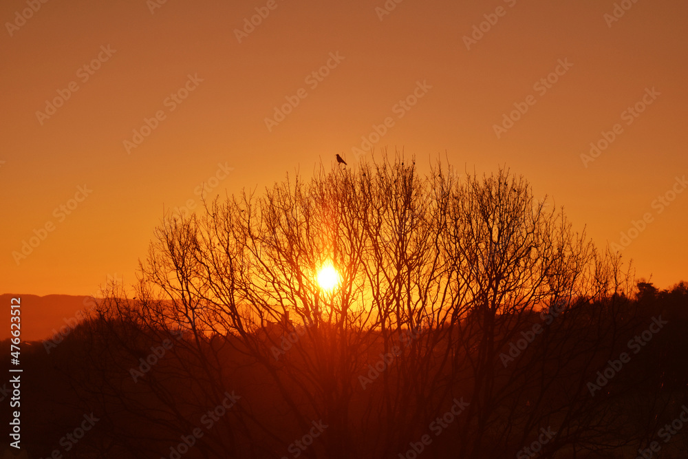 Naklejka premium The bird stands on top of a tree,through whose canopy the first morning sun breaks through