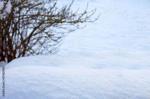 Winter background with tree branch and snow.