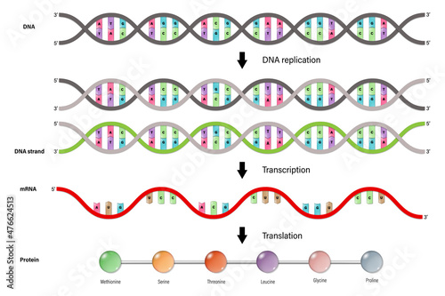 Diagram of DNA replication, Transcription and Translation.