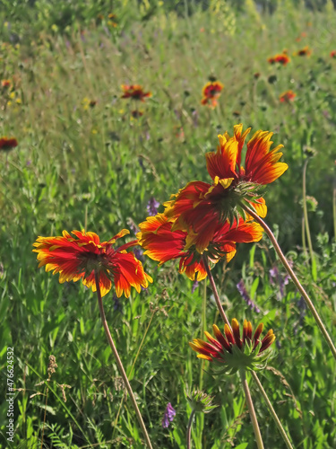 Graceful.Composition 1