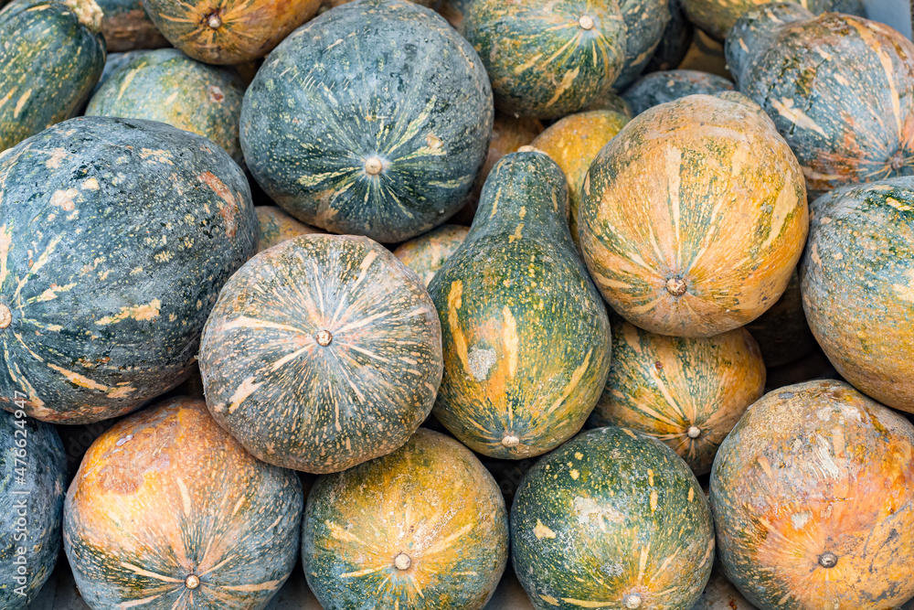 Pumpkin on farmer's market. Lots of various pumpkins. Yellow and green squash. Gathered autumn harvest Pumpkin on farmer's market. Lots of various pumpkins. Yellow and green squash. Gathered autumn harvest