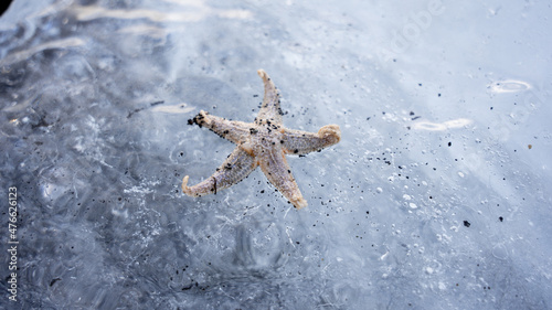 Starfish in frozen water in Arctic terrain photo