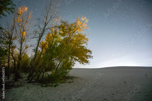 tree on the beach forest in the night . Night landscape. Nightsky and clouds . Stars in the sky . Lights of the city .  © Александр Рябинин