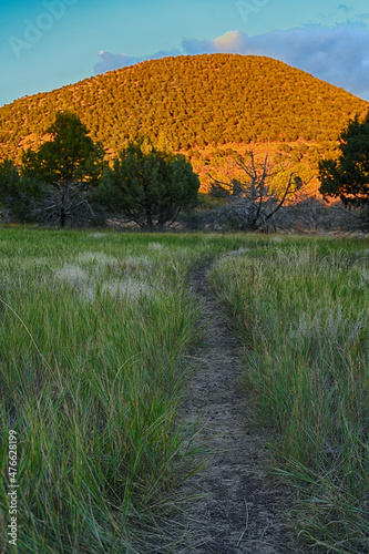 Nature at Volcano park in New Mexico