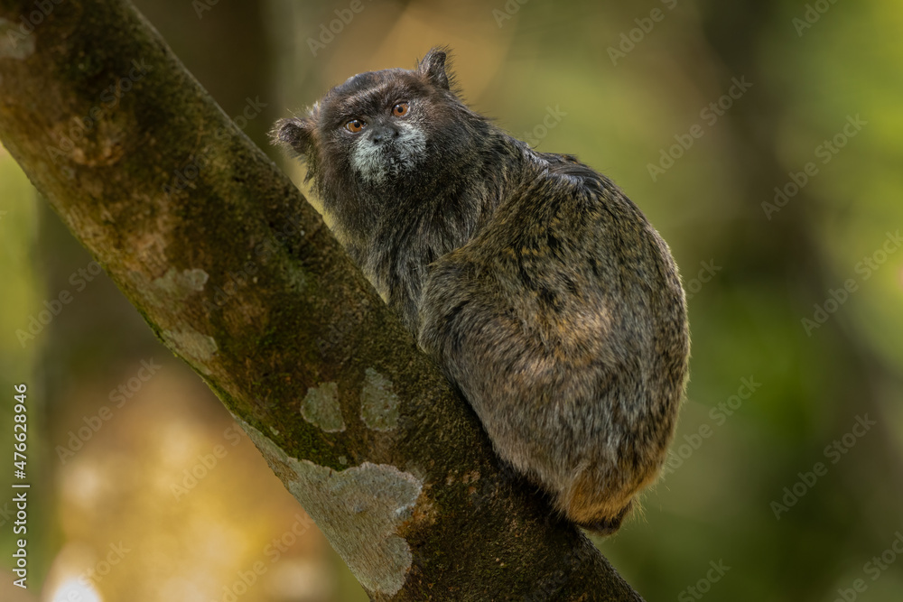 Fototapeta premium Black-mantled tamarin perched in a tree