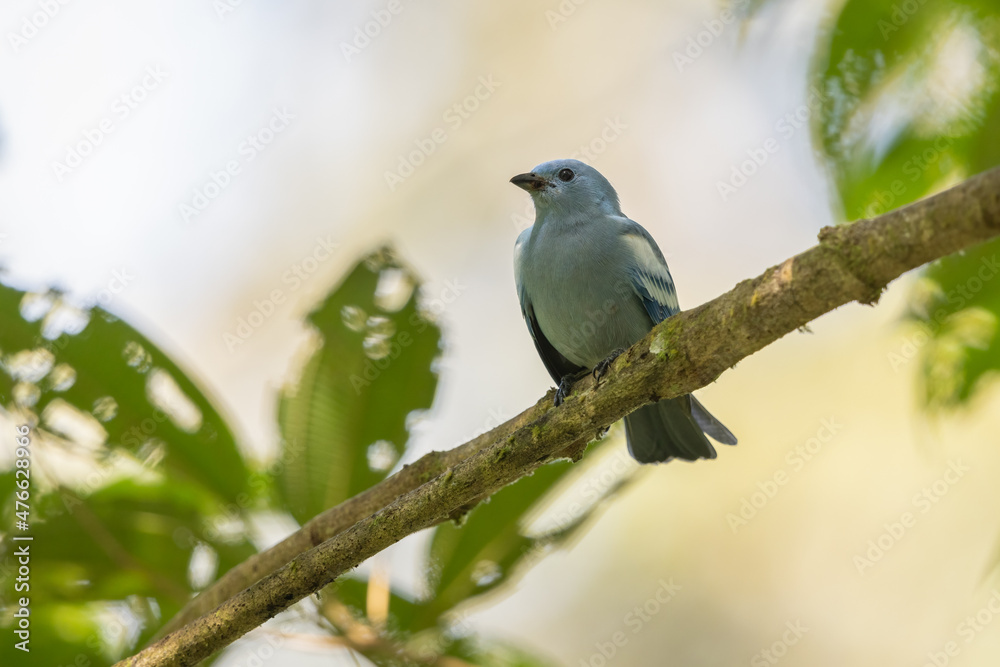 Fototapeta premium White-edged blue-grey tanager perched on a branch