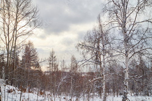 Winter landscape with snow covered trees in cold forest