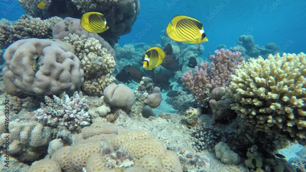 Coral reef. The marine life of tropical fish. Video under water. Coral reef. The marine life of tropical fish. Video under water.