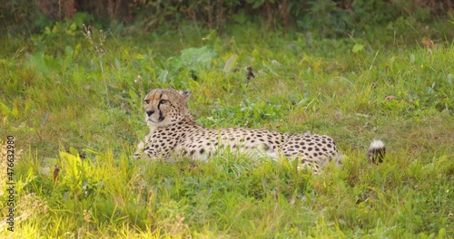 Cheetah rolling around and relaxing on field in forest
