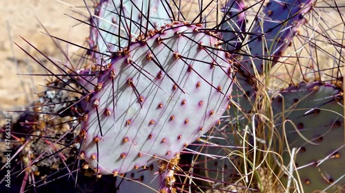 Purple prickly pear, black spine prickly pear (Opuntia macrocentra). Cacti in the Arizona desert. photo