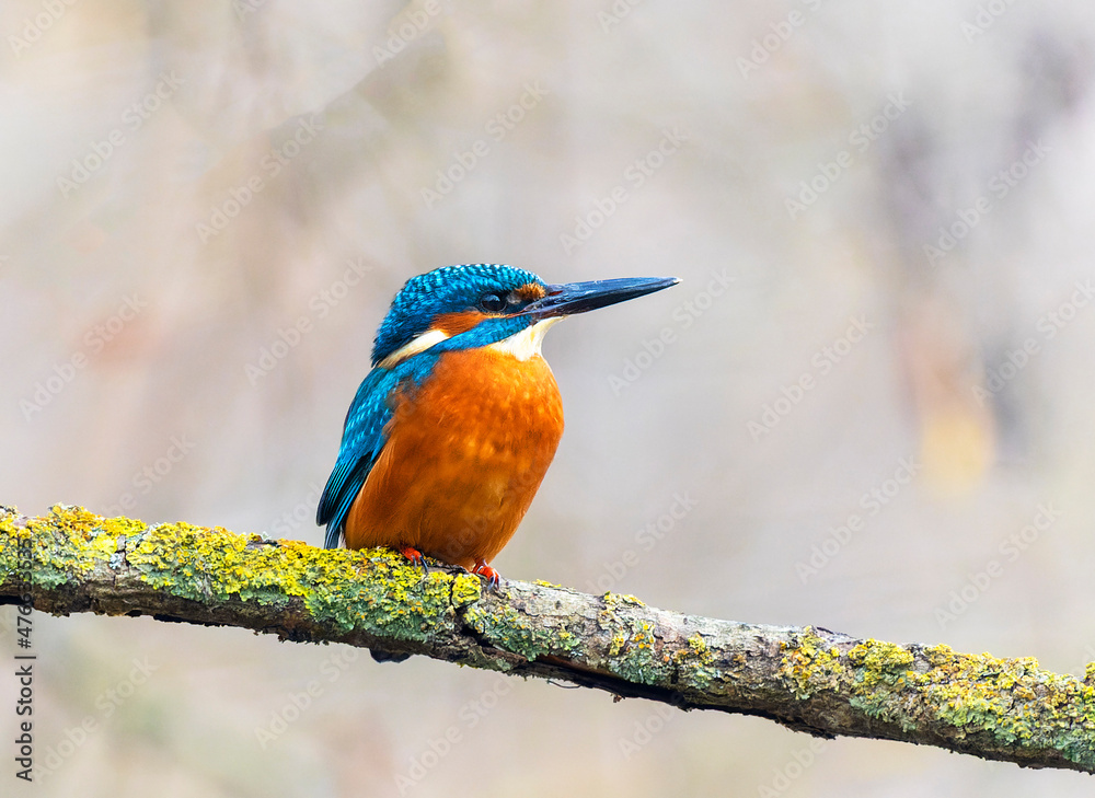 A Common Kingfisher (alcedo atthis) in the Reed, Heilbronn, Germany A Common Kingfisher (alcedo atthis) in the Reed, Heilbronn, Germany