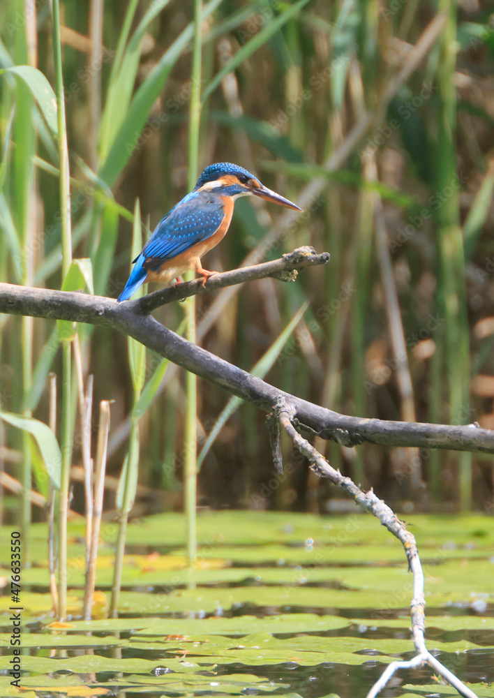A Common Kingfisher (alcedo atthis) in the Reed - Heilbronn, Germany A Common Kingfisher (alcedo atthis) in the Reed - Heilbronn, Germany