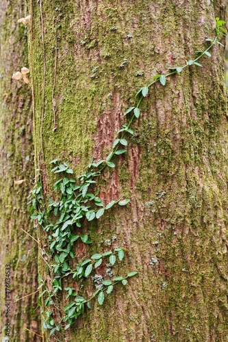木の表面を這うツタ　樹皮の背景