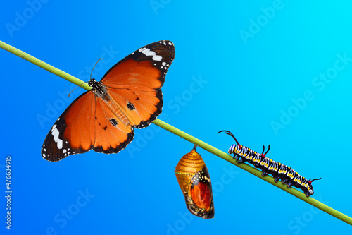 Concept transformation of Butterfly
Amazing moment , Closeup   beautiful    Chry Fototapet