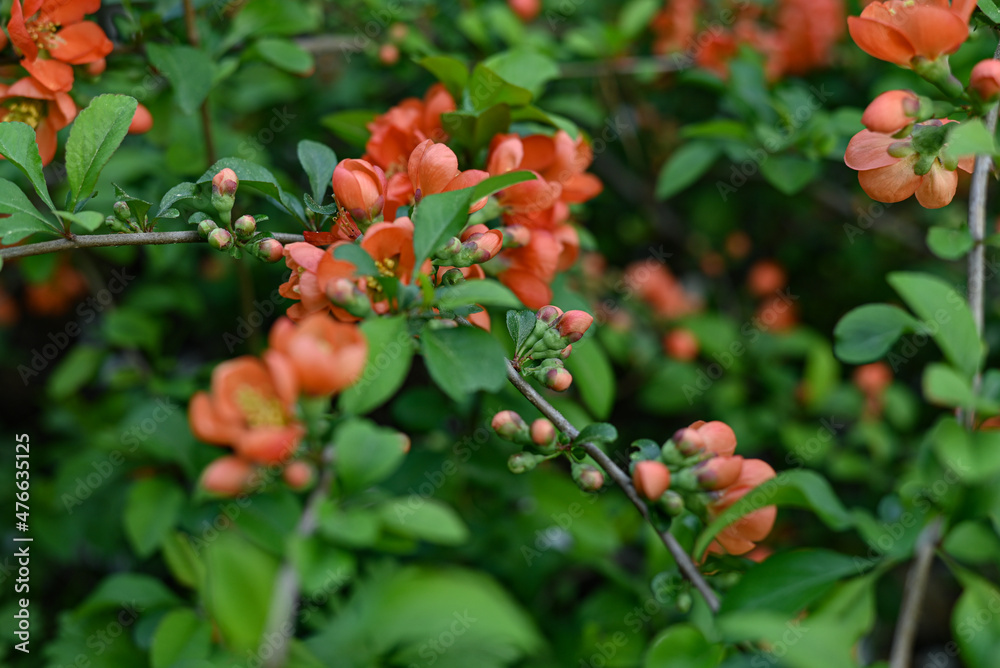 Obraz premium orange flowers