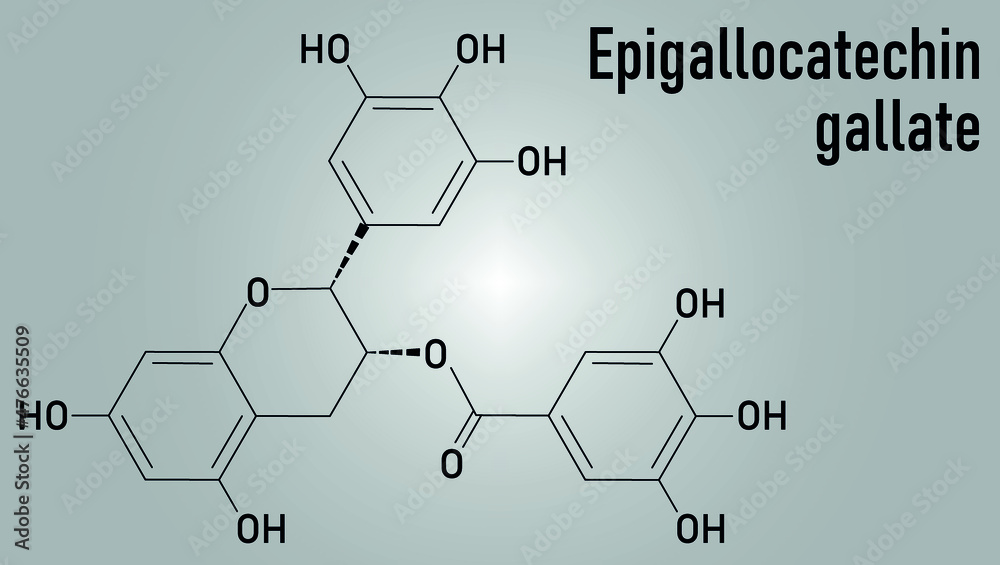 Vetor de Epigallocatechin gallate or EGCG green tea polyphenol molecule ...