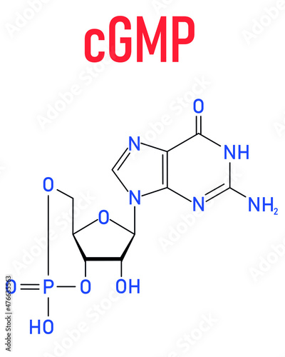 Cyclic guanosine monophosphate or cGMP molecule. Important second messenger, produced by guanylate cyclase, broken down by phosphodiesterase PDE. Skeletal formula.
