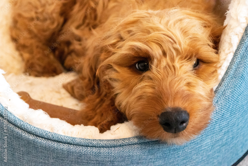 Fototapeta premium Golden cockapoo puppy napping in dog bed