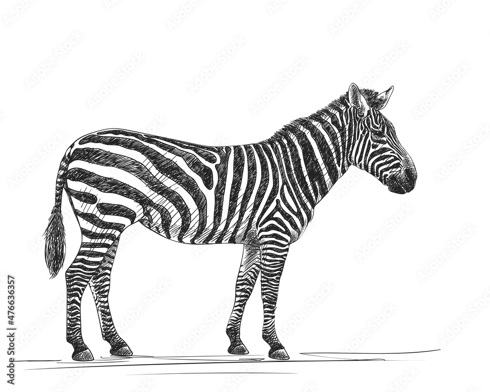 zebra