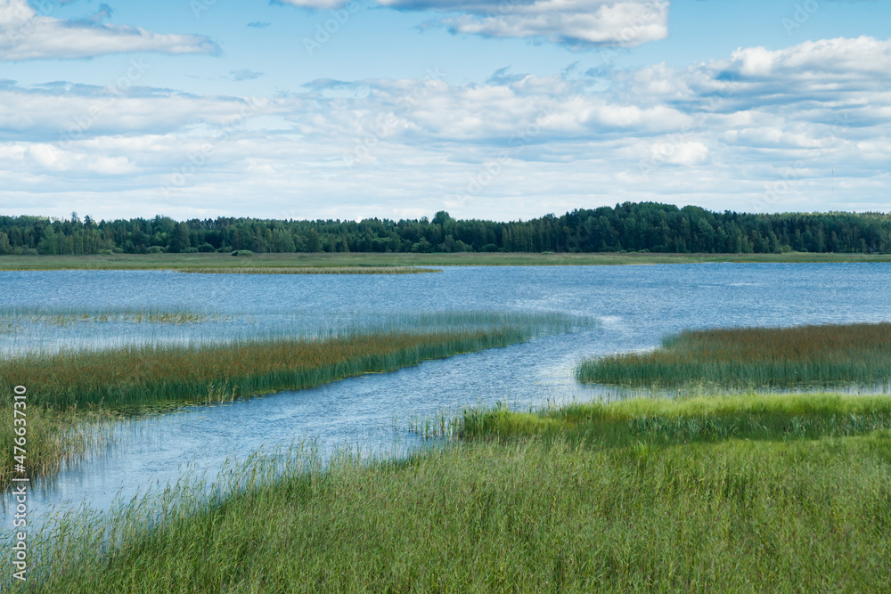 Summer view to the lake Urajarvi with green reeds.