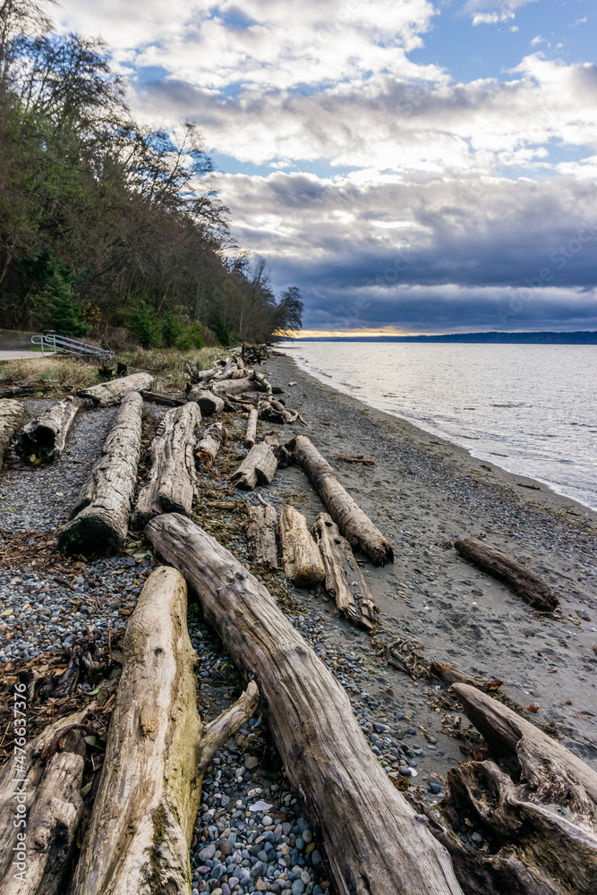 Winter Driftwood Shoreline 2