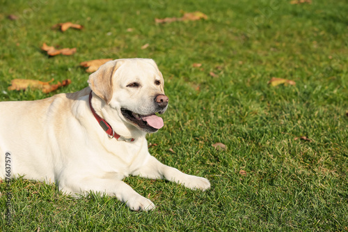 Yellow Labrador lying on green grass outdoors. Space for text