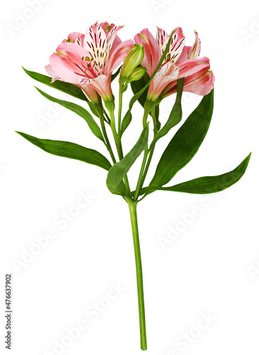 Coral alstroemeria flowers isolated photo