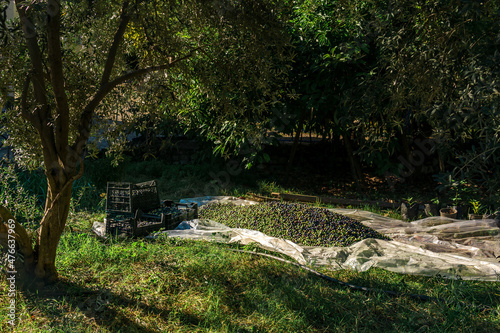 harvesting olives, fruit crates in the olive grove