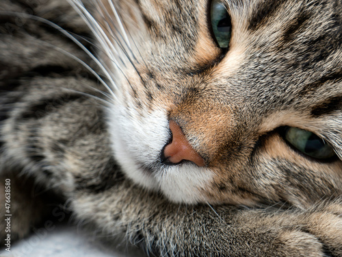 dozing tabby cat close up