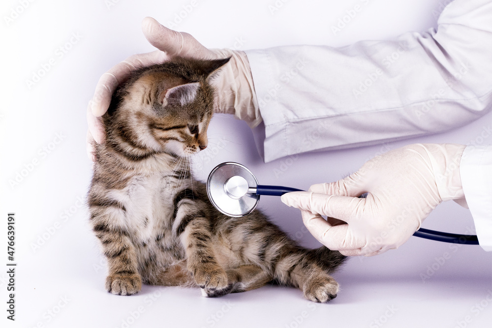 Veterinarian doctor with medical gloves is examining   of a cute kitten with stethoscope on white background.