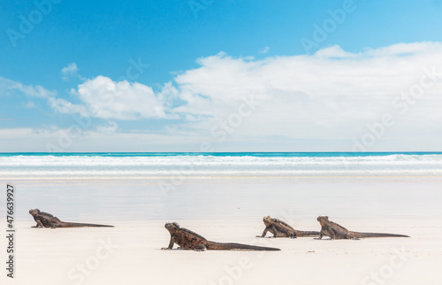 Galapagos Marine Iguanas walking on Tortuga bay beach  Santa Cruz Island  Galapagos Islands. Animals  wildlife photography. Beautiful nature landscape in Ecuador  South America.