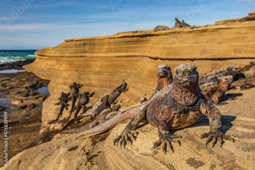 Galapagos Marine Iguanas sunbathing on volcanic rocks in Puerto Egas (Egas port) Santiago island, Ecuador. Wildlife photography animals on Galapagos Islands.