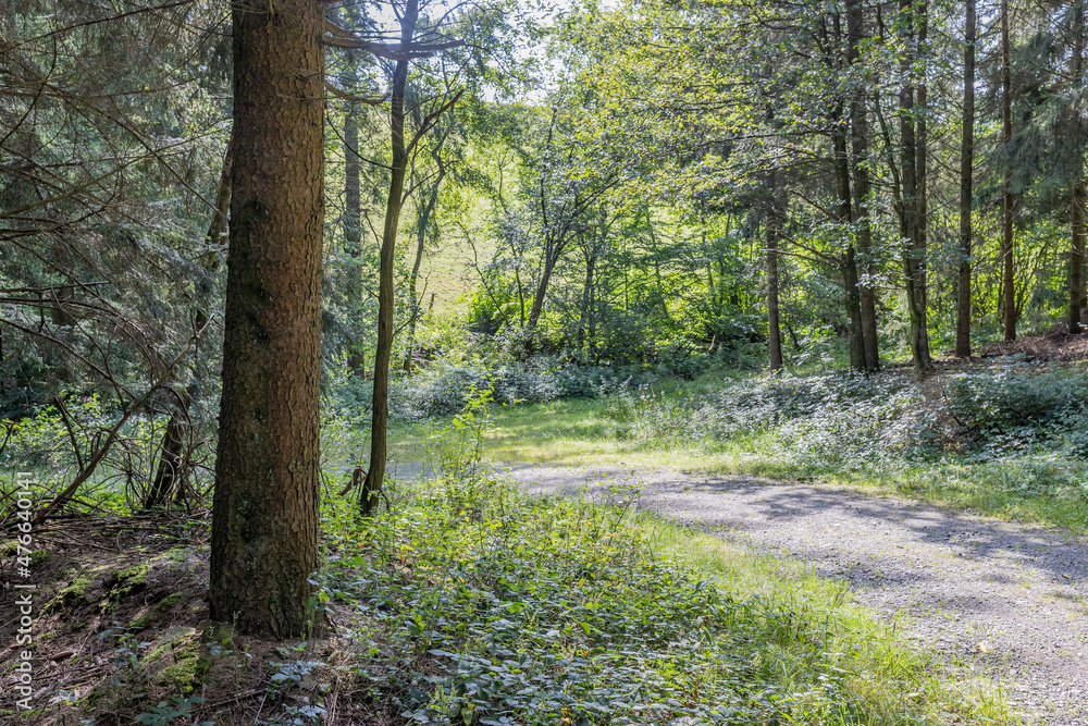 Hiking path in the middle of nature reserve, wild plants and trees in the background, sunny summer day to walk and enjoy the moment, Luxembourg Hiking path in the middle of nature reserve, wild plants and trees in the background, sunny summer day to walk and enjoy the moment, Luxembourg